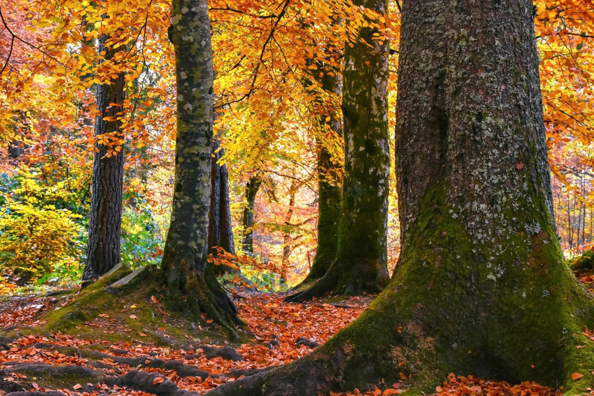 Craik Na Dav B&B Invermoriston Luaran gambar
